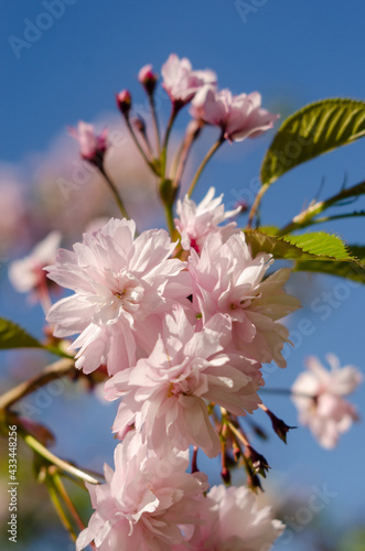 Pink sakura flowers near spring in sunlight
