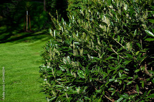 Foto An evergreen shrub in front of a fence made of light wooden planks will improve the opacity of the street