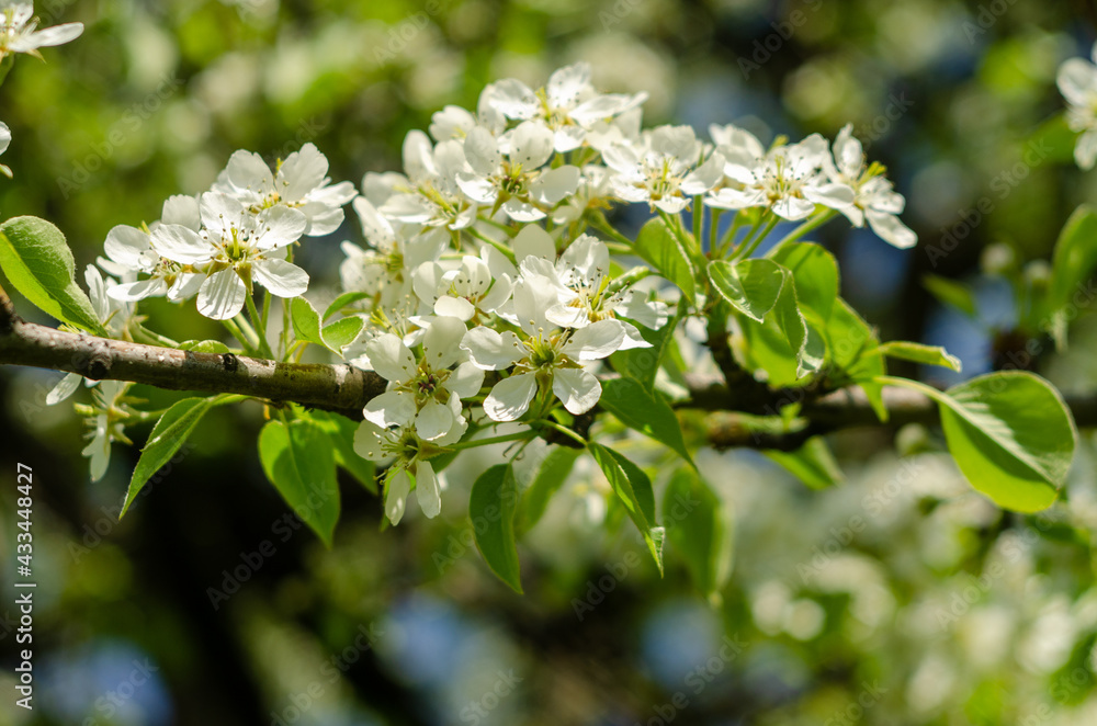 Blooming apple tree on a branch in the sunshine in spring Blooming apple tree on a branch in the sunshine in spring