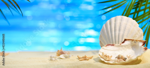 Banner with Seashell  starfish and other saltwater clams on the white sand beach. Seashore on a sunny day with seashells against the backdrop of blue water and palm leaves with copy space. 