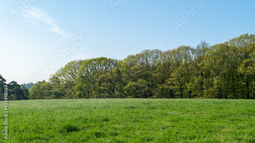 Trees in front of grass landscape