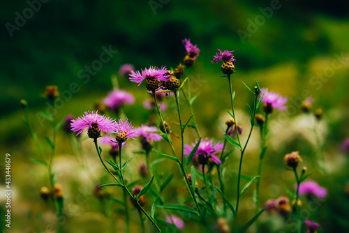 Summer meadow of beautiful wild pink flowers. Brown knapweed or Centaurea jacea field.