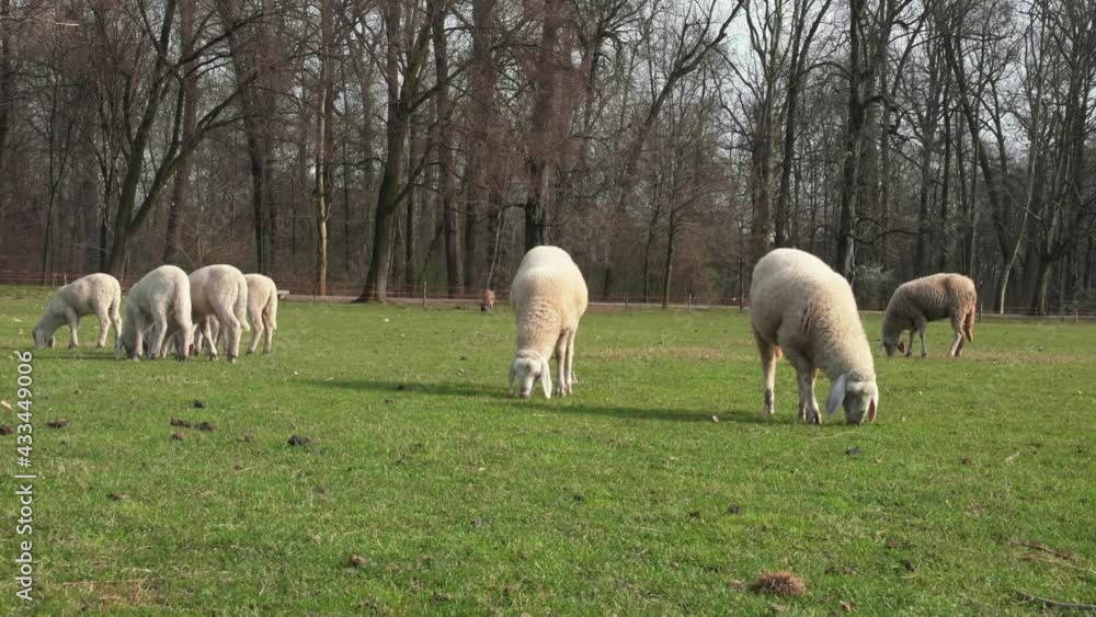 le pecore nella fattoria brucano l'erba del prato le pecore nella fattoria brucano l'erba del prato