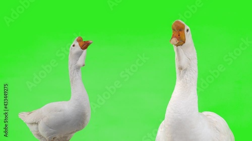 two white kholmogory geese on a green screen, studio photo