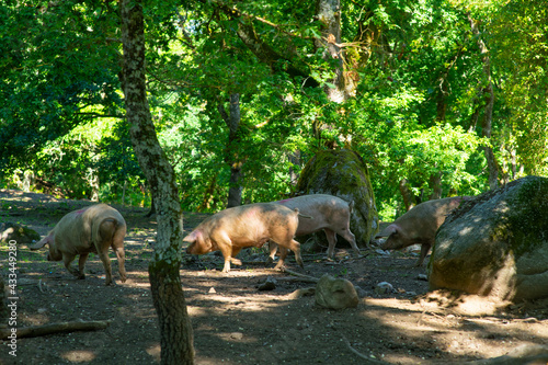 Celtic, Iberian pigs in freedom, between a natural and green landscape