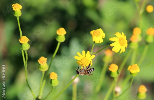 Honey bee Apis mellifera on yellow flowers