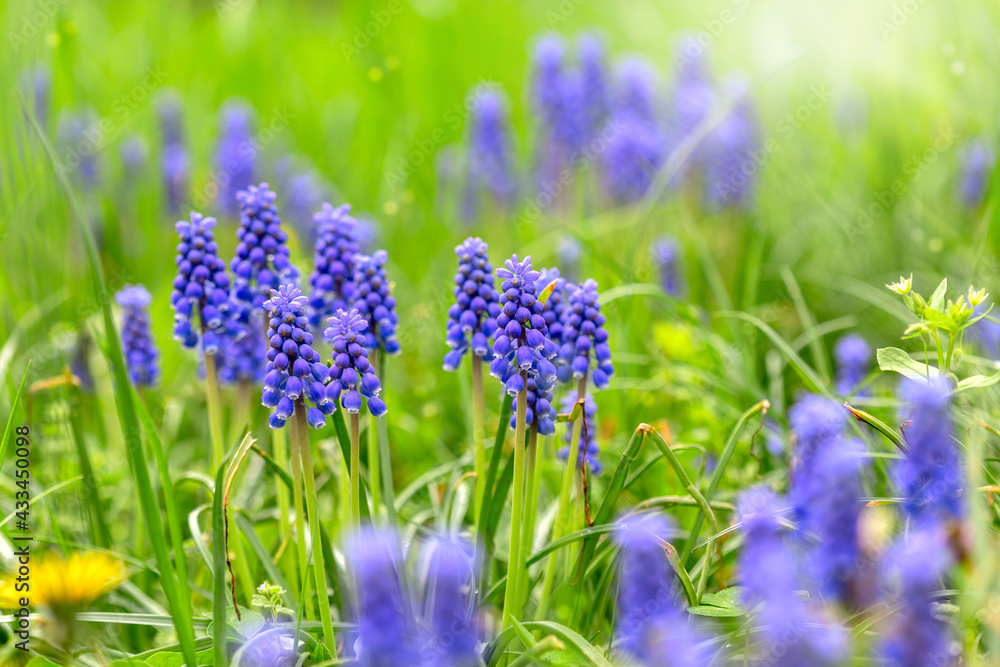 Obraz premium Blue Muscari flowering in early spring.