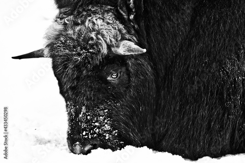 Принти на полотні gloomy severity of a polar musk ox, head lowered into the snow black and white