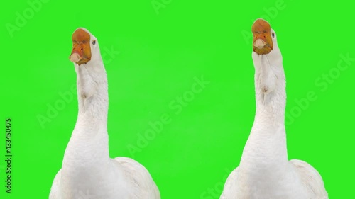 portrait two white kholmogory geese on a green screen, studio photo