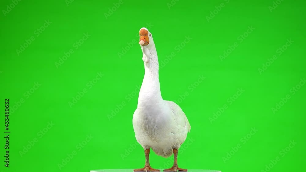 white kholmogory goose looks at the camera and shakes the featherson green screen, studio white kholmogory goose looks at the camera and shakes the featherson green screen, studio