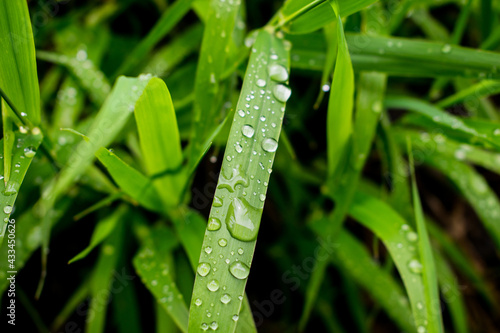 Krople po deszczu na trawie
