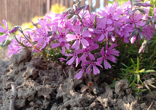 фотографія flowers, sun, pink, plants, evening, family, herbaceous plants, perennial, petal