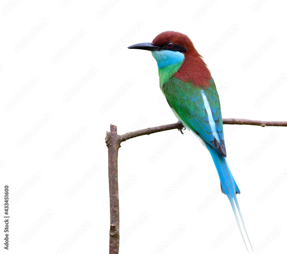 Fototapeta premium beautiful green bird with blue chin black face red head and long tail perching on wooden branch isoloated on white background