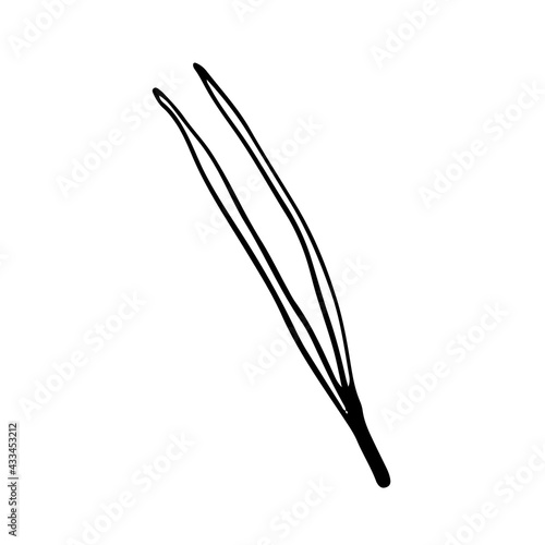 Doodle style spruce needle on isolated white background. Forest needles of coniferous trees. Vector illustration.