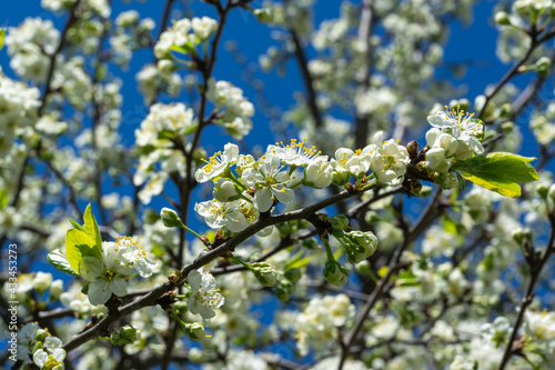 A blooming cherry tree is strewn with white flowers against a bright blue sky. Selective focus. Blur. Spring background, springtime, nature awakening. Horizontal photo. 
