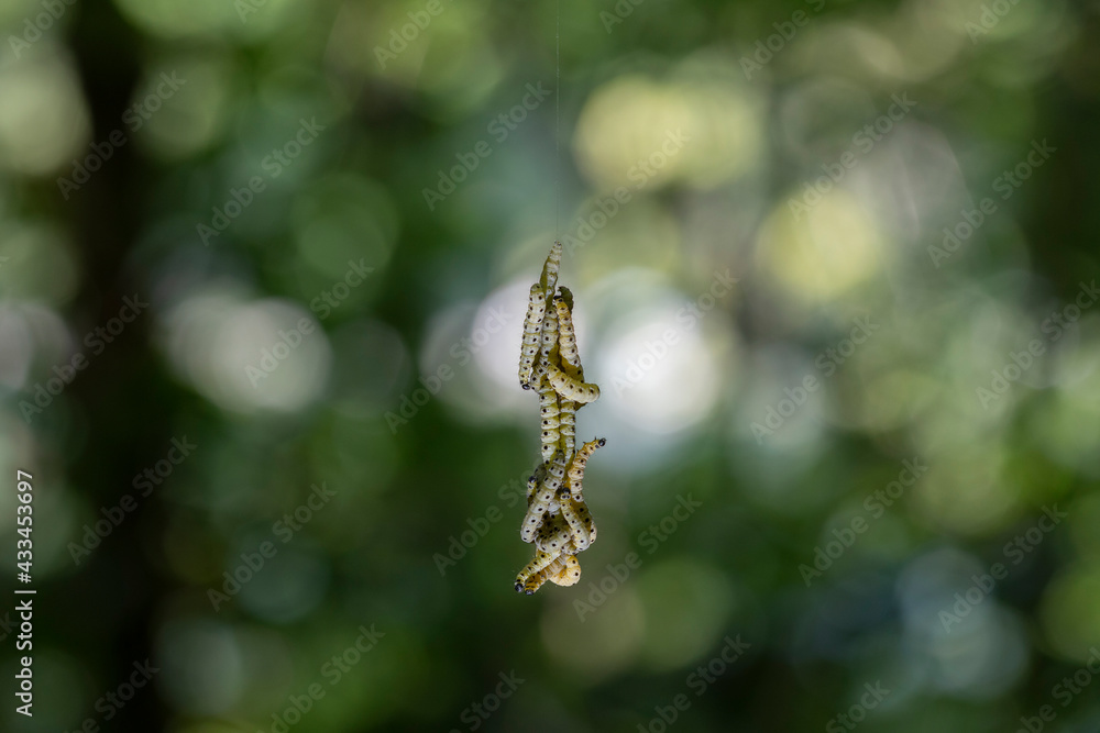 Pieris brassicae larvae Pieris brassicae larvae
