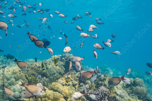 Fototapeta Naklejka Na Ścianę i Meble -  School of tropical fish swimming over coral reef in clear blue ocean water