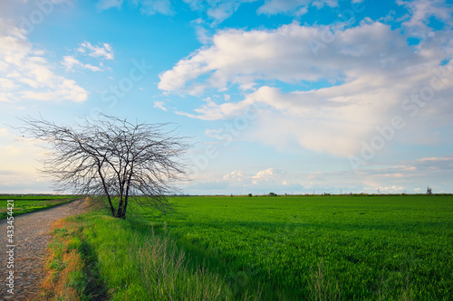 Lonely tree on a field with green young wheat and road. Beautiful landscape. Composition of nature.