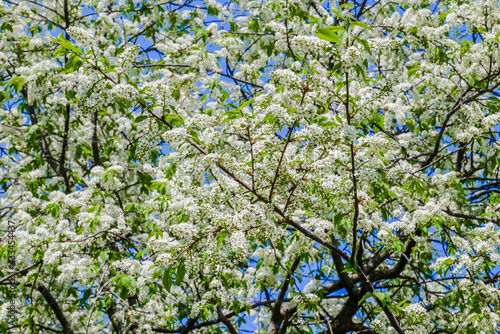 flowering tree, bird cherry 