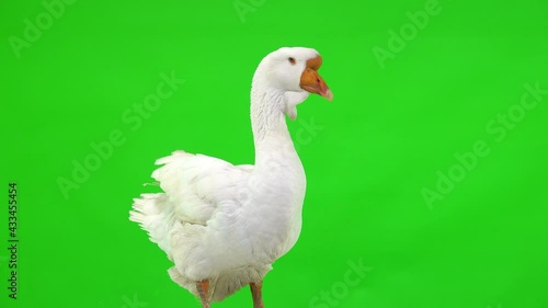 white Kholmogory goose stands on a green screen, studio photo