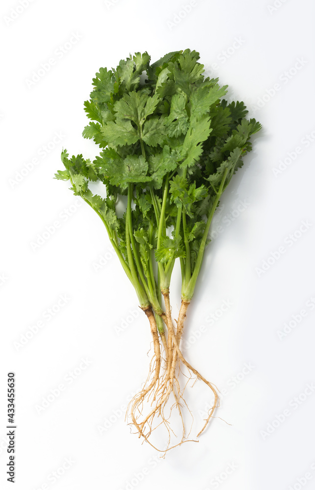 Thai Coriander, white background Thai Coriander, white background