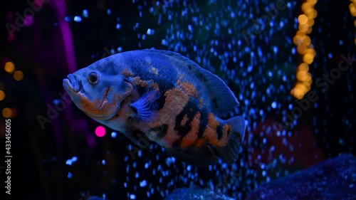 Colorful sea fish swim in an aquarium