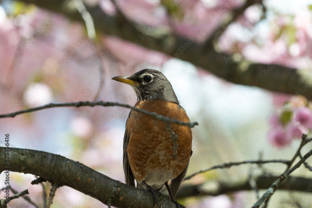 robin on a branch of cherry blossoms in spring robin on a branch of cherry blossoms in spring