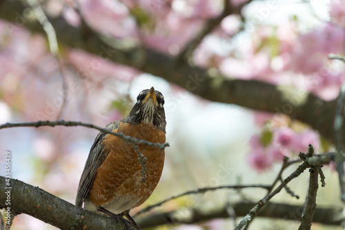 robin on a branch of cherry blossoms in spring - viewed from the bottom - frontal view