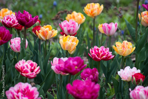 tulips (tulipa) double hybrids in full bloom in a garden patch under mainly cloudy skies (no hard or harsh shadows) mostly in deep and light pink, red, magenta, yellow, and red © eugen
