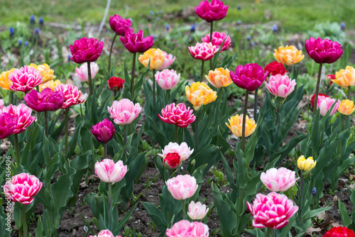 tulips  tulipa  double hybrids in full bloom in a garden patch under mainly cloudy skies  no hard or harsh shadows  mostly in deep and light pink  red  magenta  yellow  and red