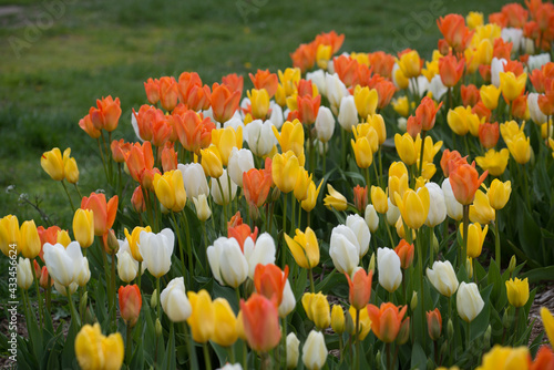 colourful mix of tallish medium orange, yellow, and white tulips growing near a grassy area, under mostly cloudy skies (no harsh shadows) photo