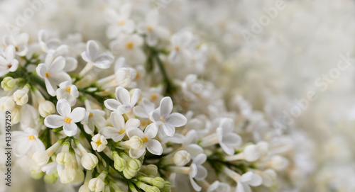 white lilac flowers