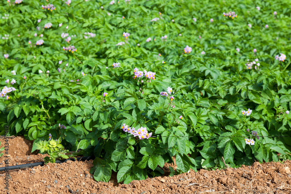 A garden with blooming potatoes. Potato bushes during flowering A garden with blooming potatoes. Potato bushes during flowering