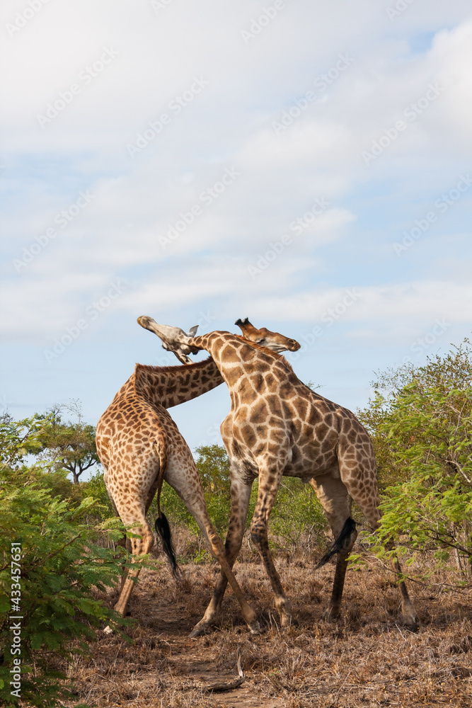 Obraz premium Pair of adult male giraffes fighting for dominance in Kruger National Park, South Africa