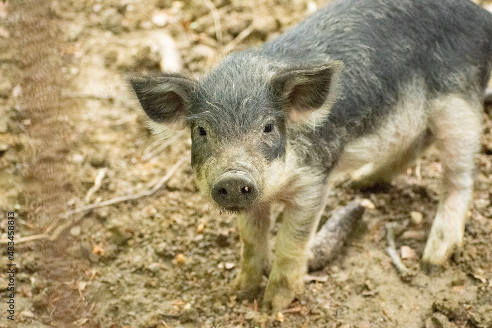 wild boar pig wild boar pig
