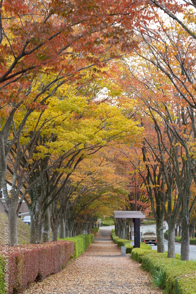 Roadside trees in a beautifully colored residential area