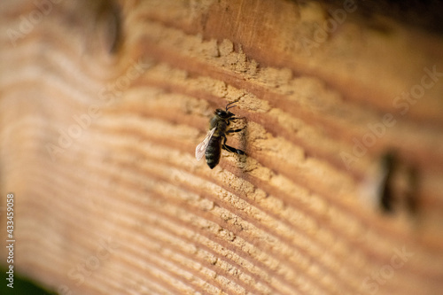 bee on wood © sabrina