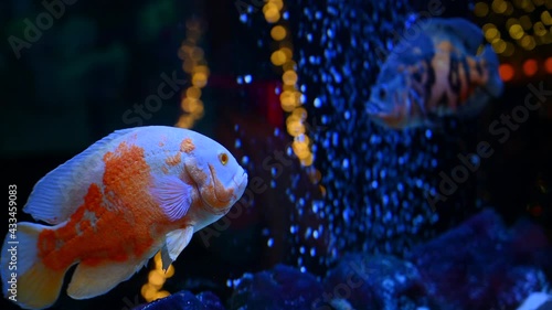 Colorful sea fish swim in an aquarium