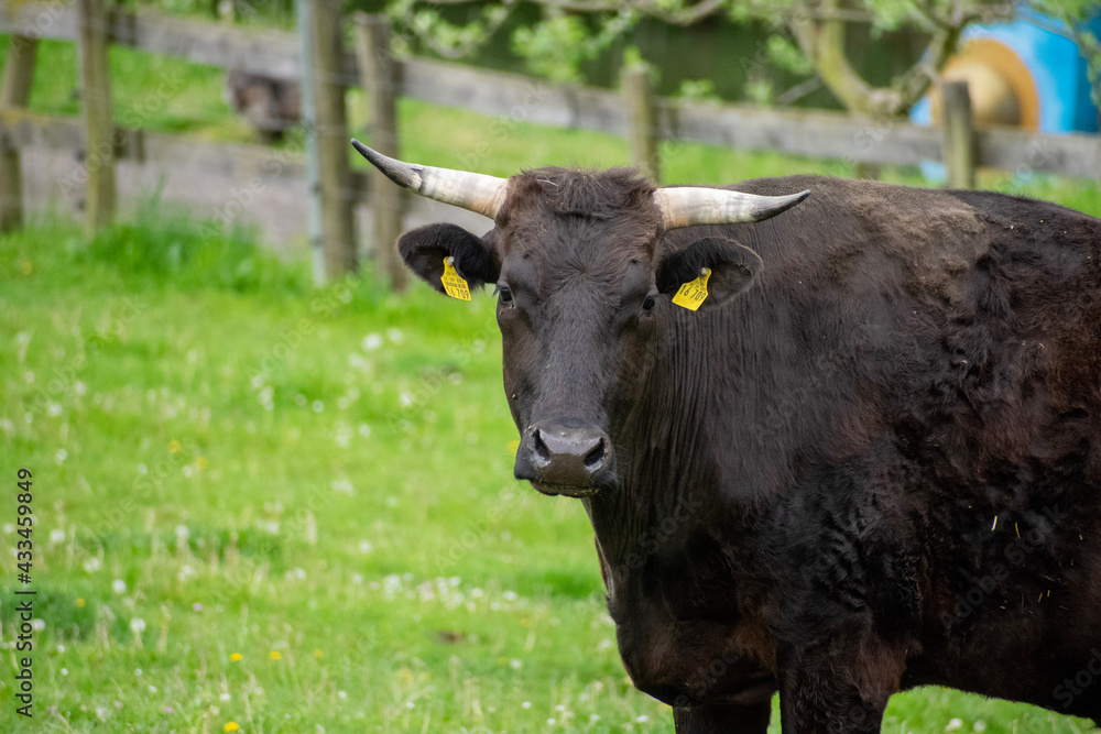 black and white cow