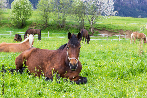 liegendes Pferd auf einer Weide im Fr  hling