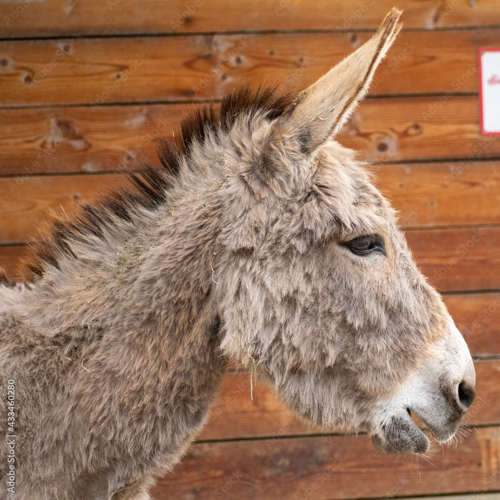 Fototapeta premium portrait of a donkey in a farm
