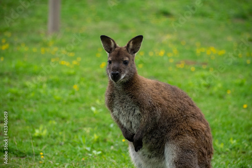 kangaroo in a field