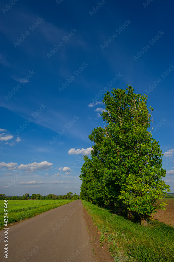 Fototapeta premium Road, wheat field and green poplar trees landscape in the countryside.