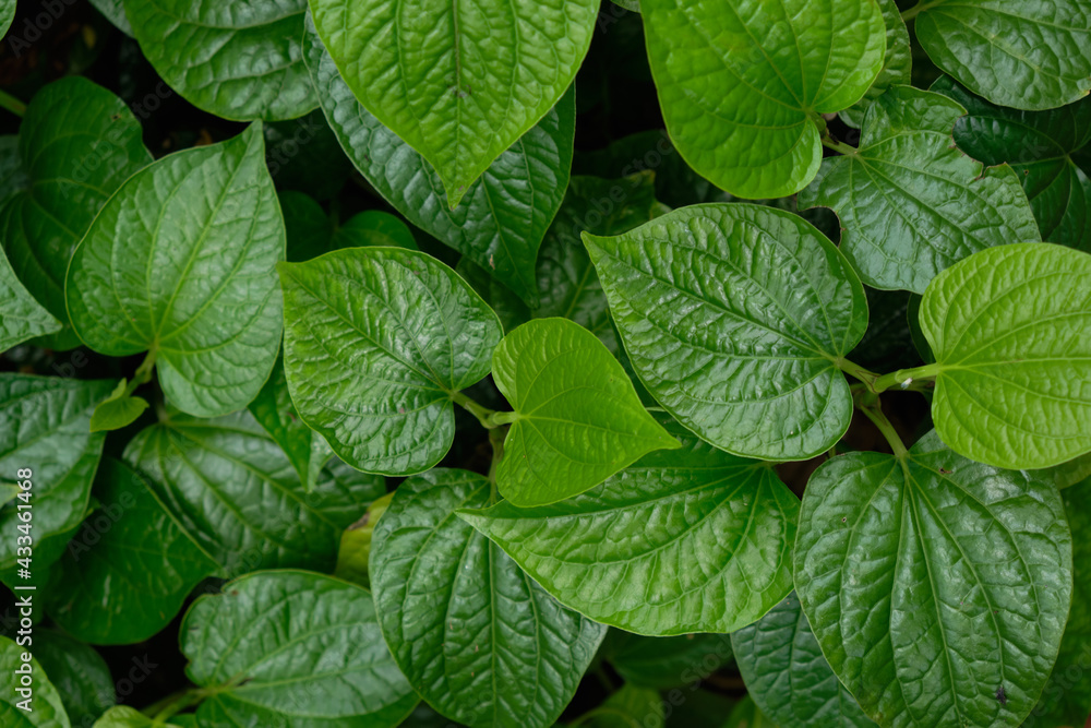 Fresh green leaves closeup nature background Fresh green leaves closeup nature background