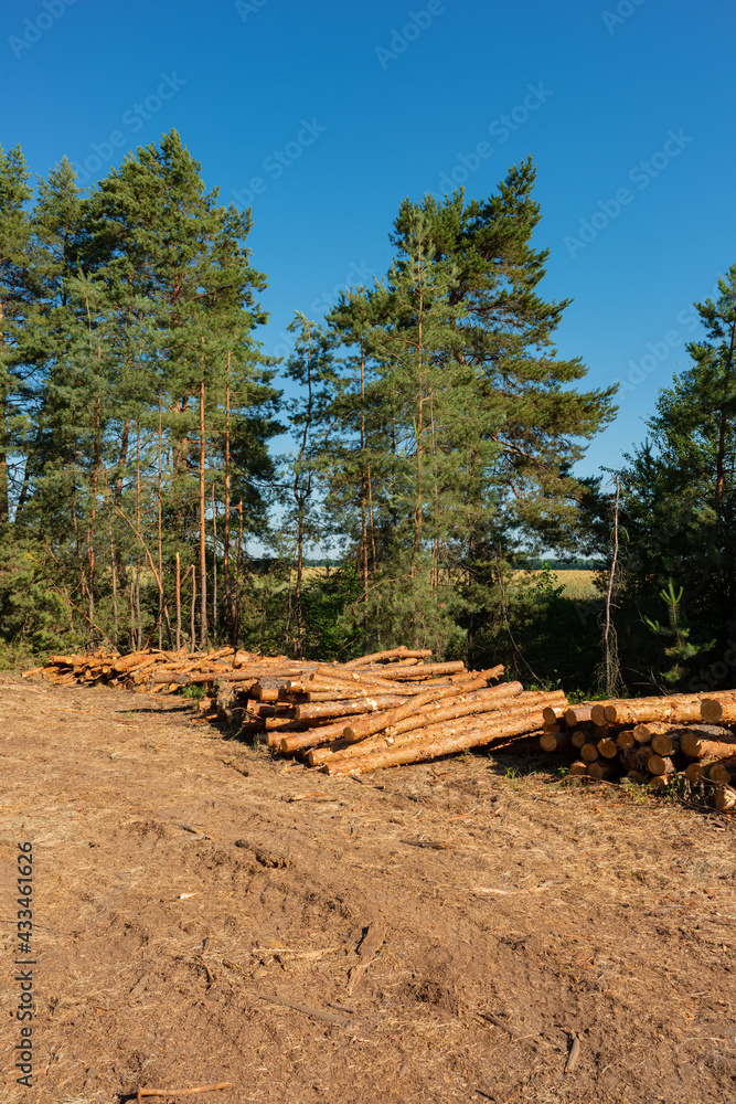 Pine tree felling in the forest, stacked trunks of cut trees. Uncontrolled deforestation.