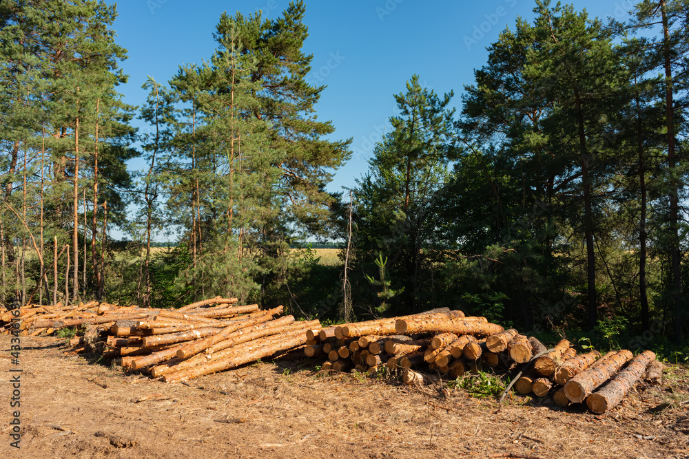 Pine tree felling in the forest, stacked trunks of cut trees. Uncontrolled deforestation.