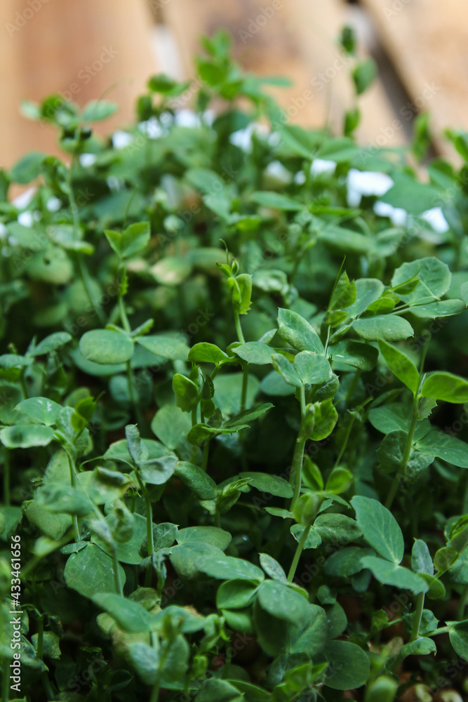 Seedling tray of microgreen pea sprouts Seedling tray of microgreen pea sprouts