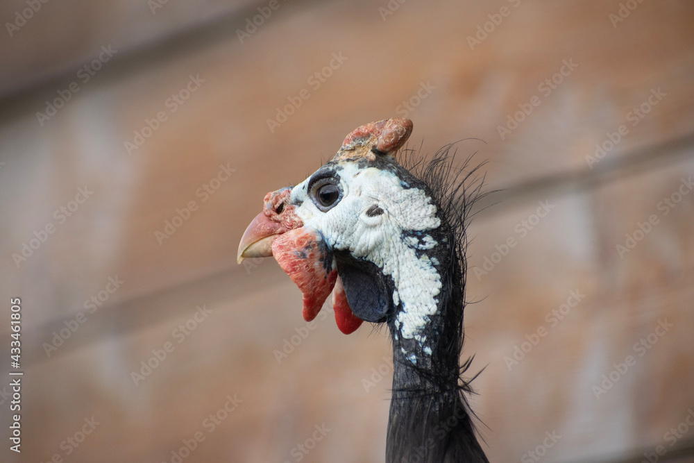 Fototapeta premium portrait of a Guinea fowl