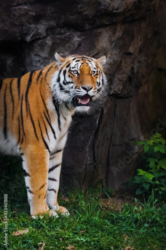 A powerful red tiger on the background of a rock and green grass half-turned with open mouth