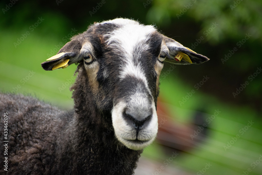 Fototapeta premium portrait of a goat
